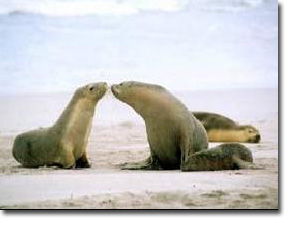 Seal Colony Kangaroo Island