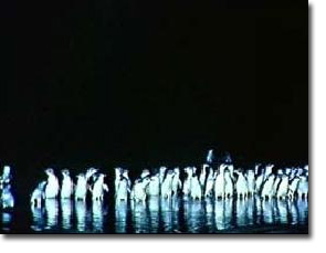 Penguin parade