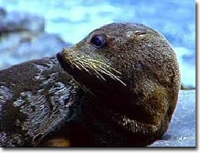 Seal Colony
