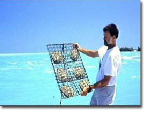 Broome